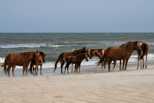 Assateague Island All Over Print Tote Bag Beach Horses Sunset Design Art Apparel