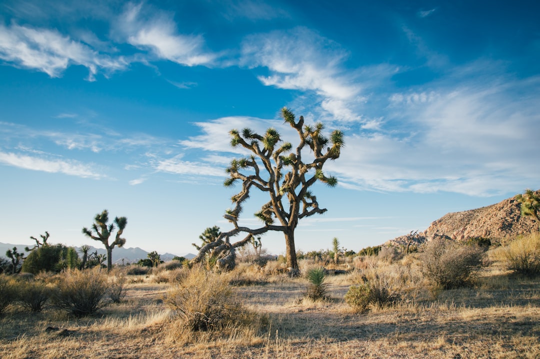 All-Over Print Hoodie Inspired by Joshua Tree National Park Scenery