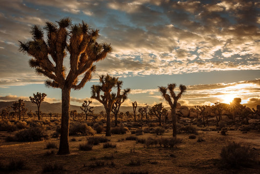All-Over Print Hoodie Inspired by Joshua Tree National Park Scenery