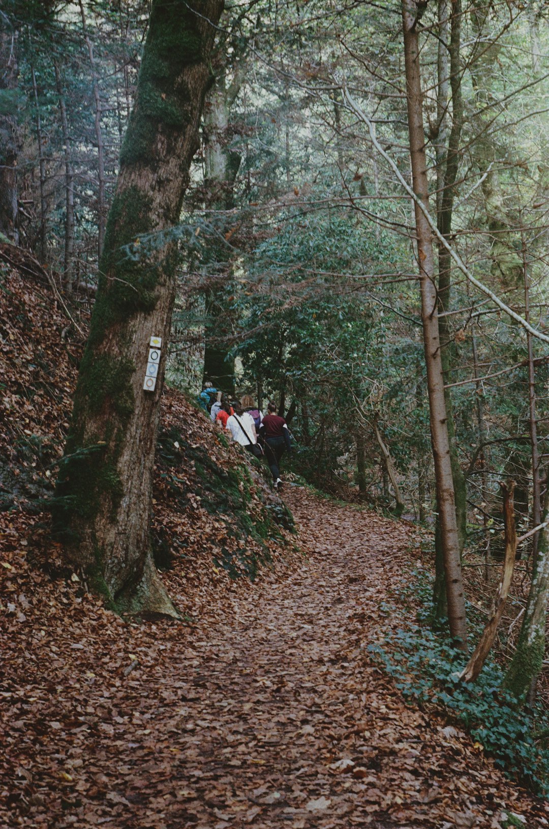 Certified Trail Taster Retro Vintage Hiking T-Shirt Outdoor Apparel Graphic Tee